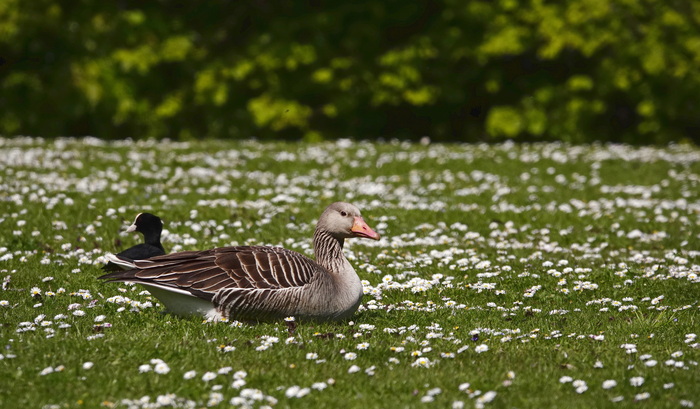 Гусь отдыхает