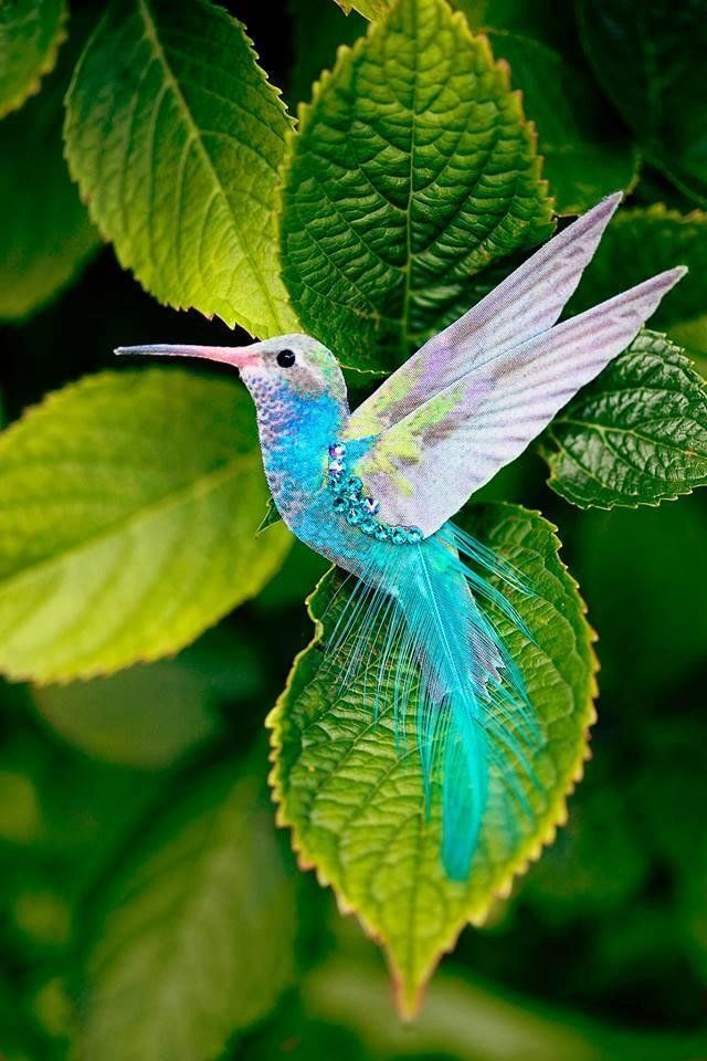 50 interesting facts about hummingbirds - Hummingbird, Birds, Longpost, Text, Facts, Interesting