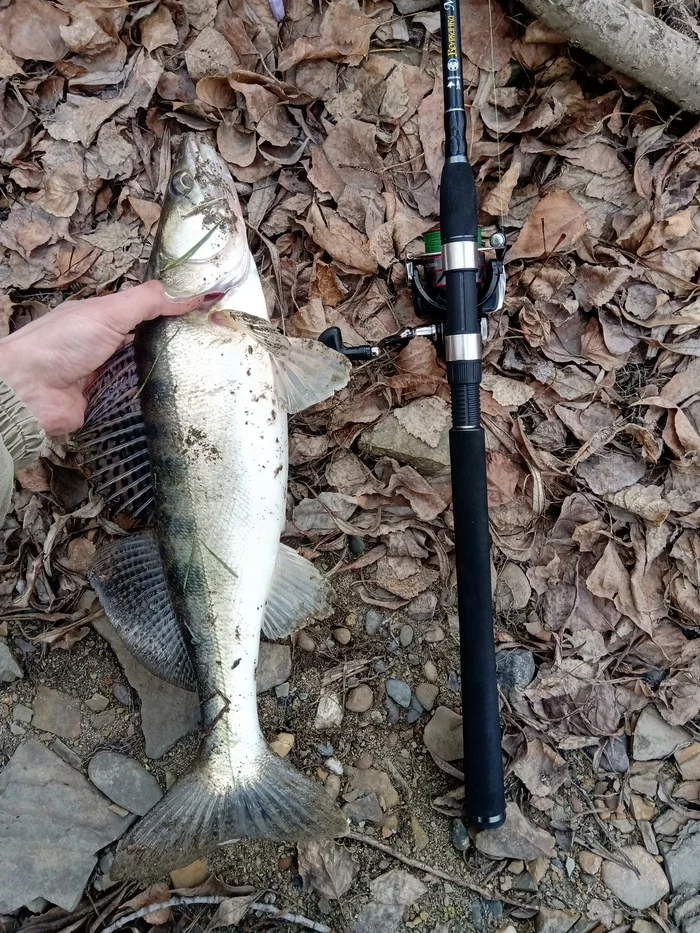 Opening of the season, volume and pond - Fishing, Fish perch, Pike, Novosibirsk, Spinning, Longpost, Lake