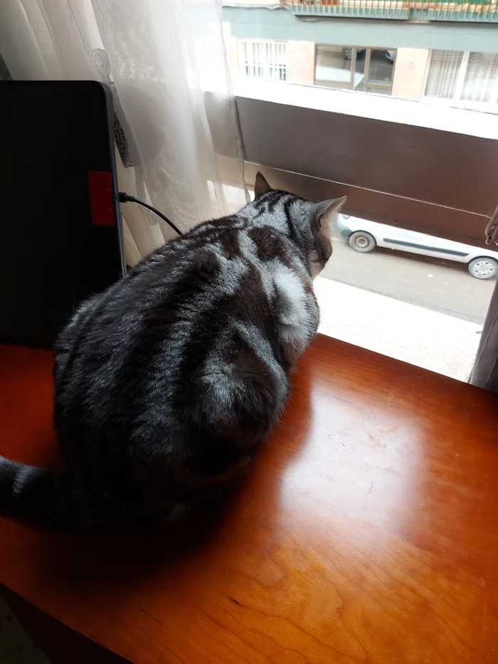 Cat tv - My, cat, Pets, Milota, Longpost