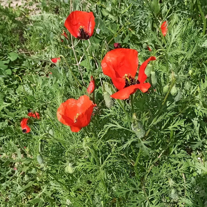 In Almaty, poppies are in full bloom in the fields - My, Spring, Nature, Poppy, Almaty