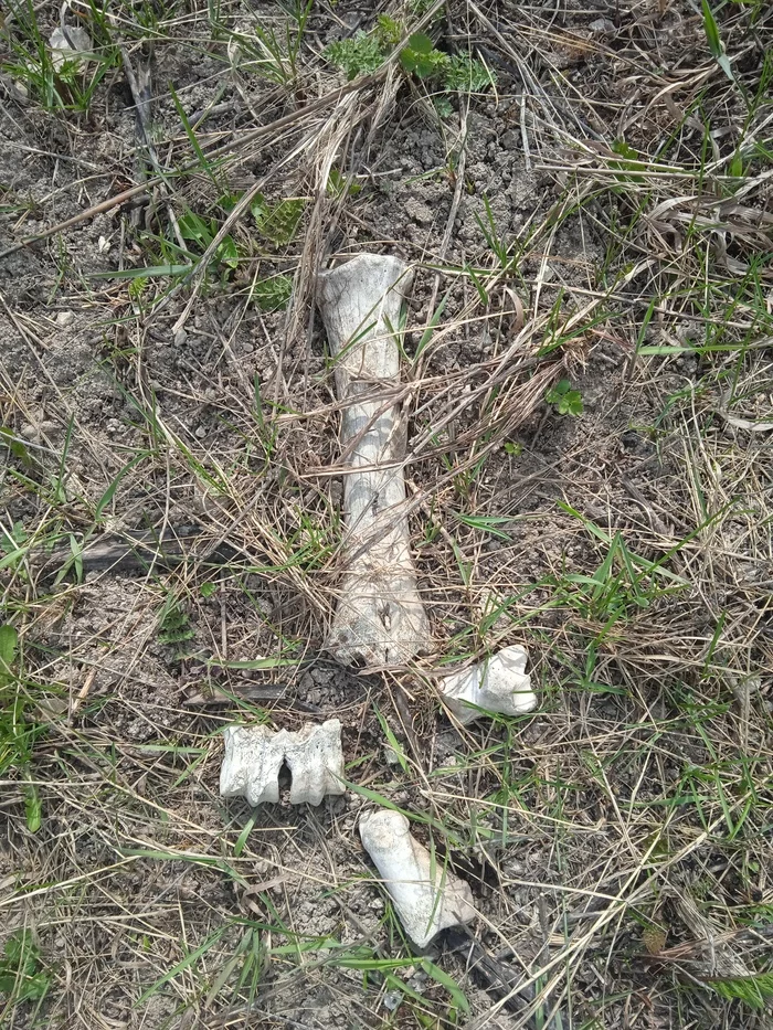 Help identify whose bone it is. It was found near an ancient site. There is an assumption that the horse's bone - My, Archeology, Museum, Bones, Remains