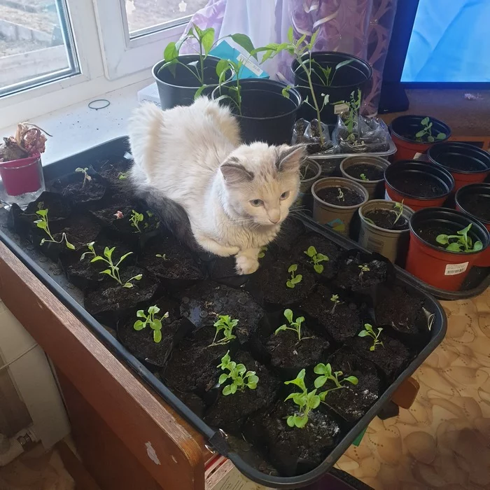 Killing cannot be forgiven - My, 2022, Cat family, cat, Seedling