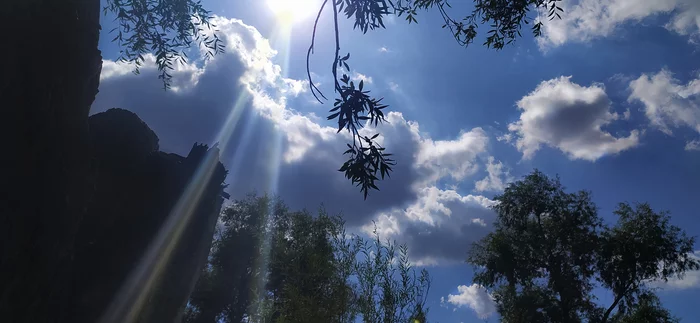 rays of the sun - My, Nature, The sun, Clouds, Tree, beauty of nature