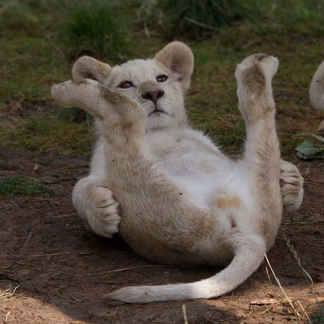 Scratch puzyaku - Rare view, a lion, White Lions, Lion cubs, Big cats, Cat family, Predatory animals, Wild animals, Zoo, The photo, Belly, Upside down with your paws, Young