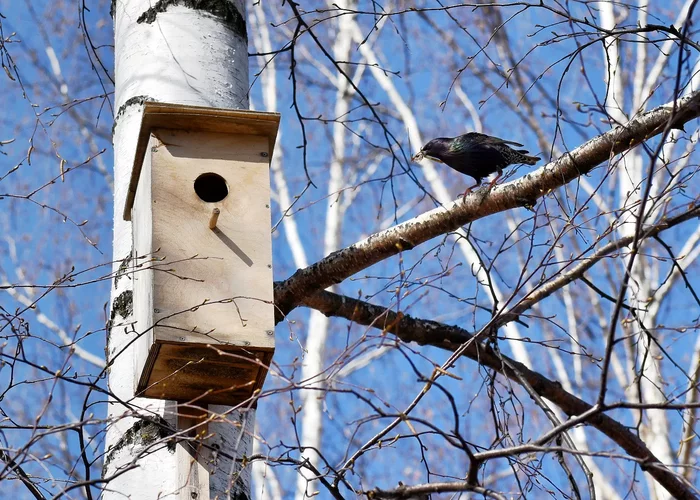 Starling stories - My, Starling, Birds, Spring, Longpost