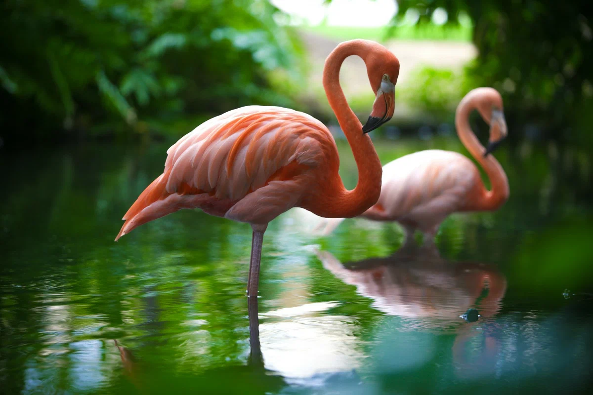 Фламинго интересная. Фламинго обыкновенный розовый. Эволюция Фламинго. Фламинго Астрахань. Розовый Фламинго птица.