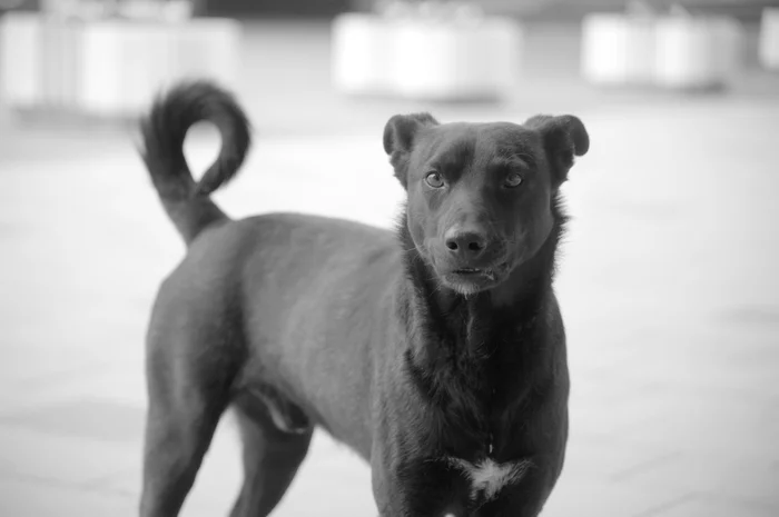 Stranger - My, Beginning photographer, Black and white, Nikon, I want criticism, Street photography, Dog