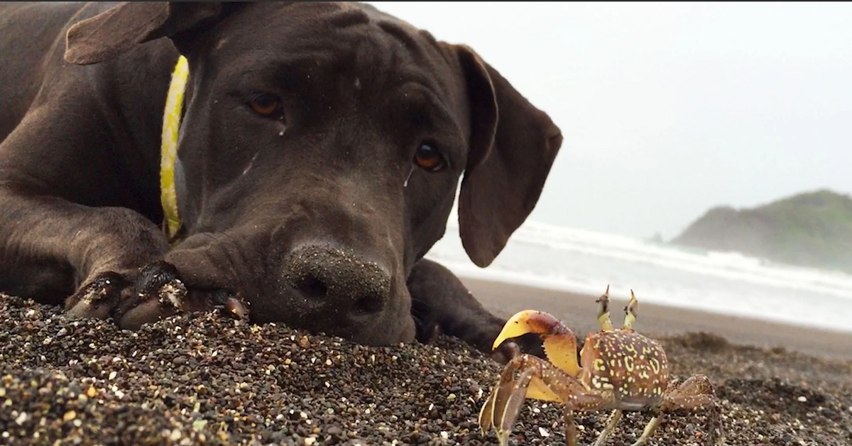 Юмор про собак. Собака краб. Собака с крабиком. Игрушка для собак краб. Собак крабы.