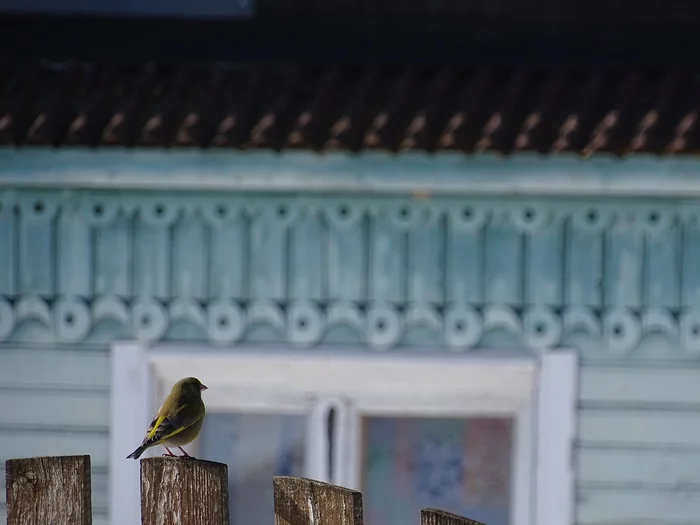 Bird Zelenushka. Gatchina district, Leningrad region, spring 2022 - My, Birds, Ornithology, Greenfinch, Gatchina, Leningrad region, Nature, Video, The photo, Youtube