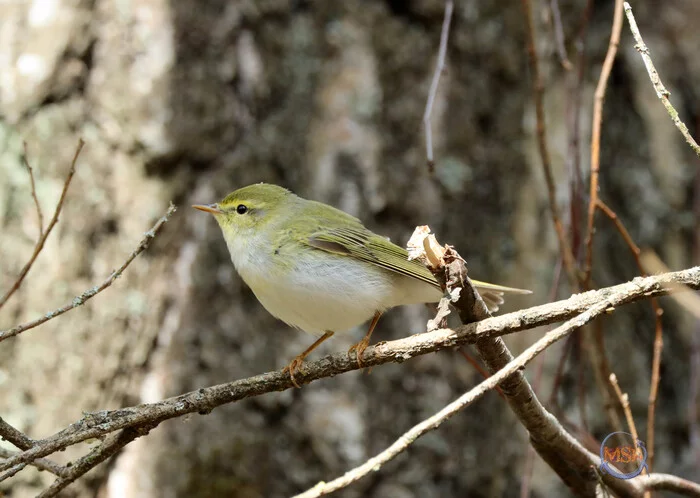 Spring warbler - My, Warbler, Birds, Nature, Ornithology, Predator birds, Longpost