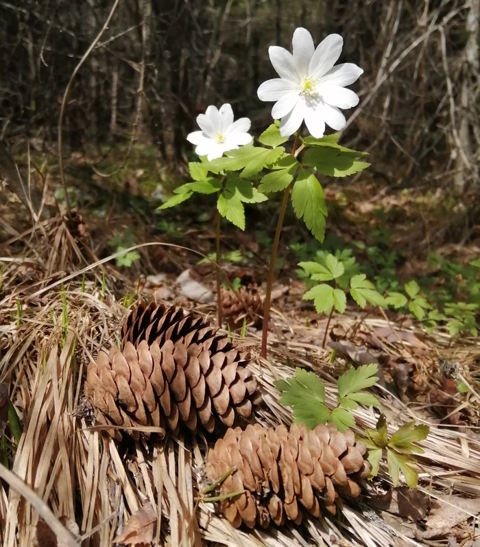 Ah, spring - My, Primroses, Anemone, Flowers, Mobile photography