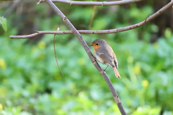 Robin - My, Spring, Birds, Ornithology, Ornithology League, Robin, Robin, Nikon