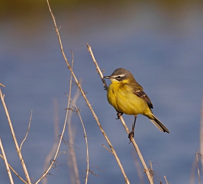 ������ ����������