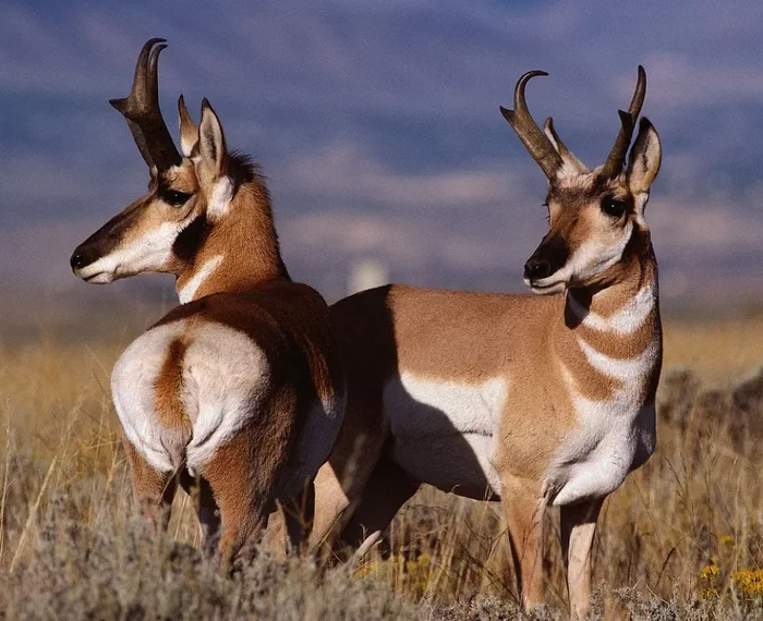 Pronghorn: Only a cheetah will keep up with him. The oldest ungulate of America accelerates to a speed of 98 km / h - Ungulates, Animal book, Yandex Zen, Animals, Longpost