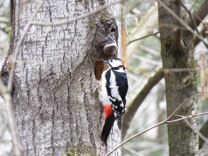 Hey, is anyone home? I'm like, hey, is anyone home? - My, Zelenograd, Great spotted woodpecker, Woodpeckers, The photo, Birds, Ornithology