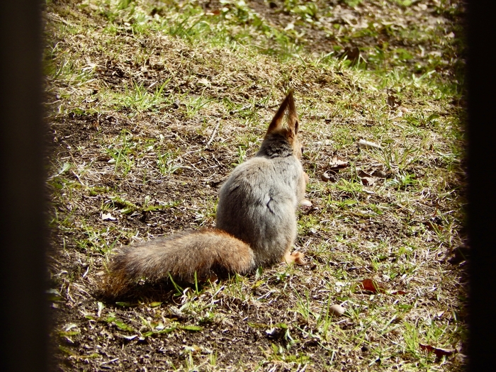 Подсматривая за белочкой