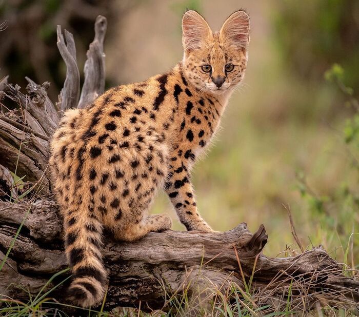 Котёнок сервала