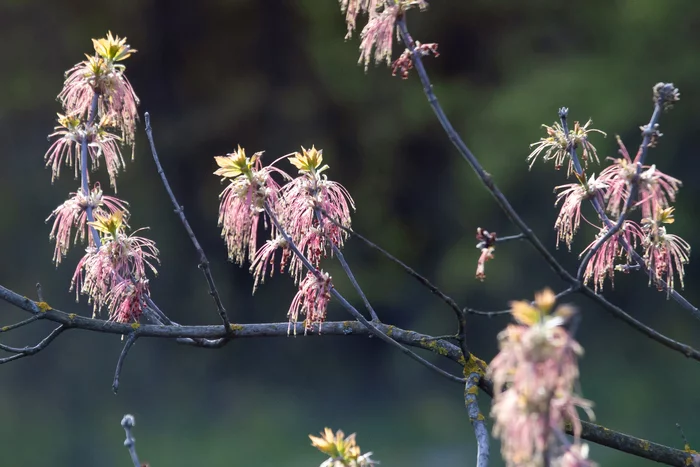 May - My, The photo, Nature, Spring, Подмосковье, Gangplank, Finches, Maple, Bird cherry, Buttercup, Longpost