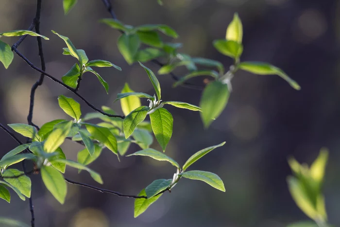 May - My, The photo, Nature, Spring, Подмосковье, Gangplank, Finches, Maple, Bird cherry, Buttercup, Longpost