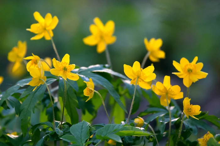 May - My, The photo, Nature, Spring, Подмосковье, Gangplank, Finches, Maple, Bird cherry, Buttercup, Longpost