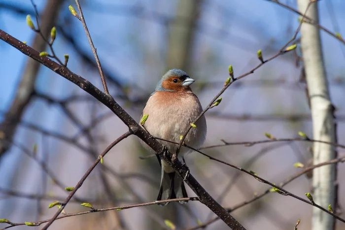 May - My, The photo, Nature, Spring, Подмосковье, Gangplank, Finches, Maple, Bird cherry, Buttercup, Longpost