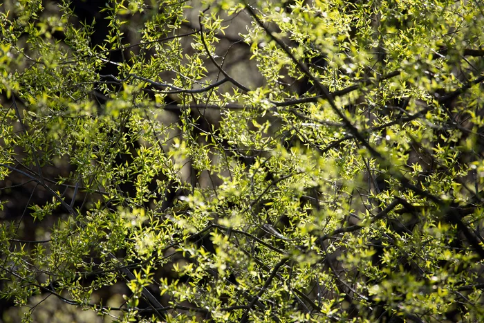 May - My, The photo, Nature, Spring, Подмосковье, Gangplank, Finches, Maple, Bird cherry, Buttercup, Longpost