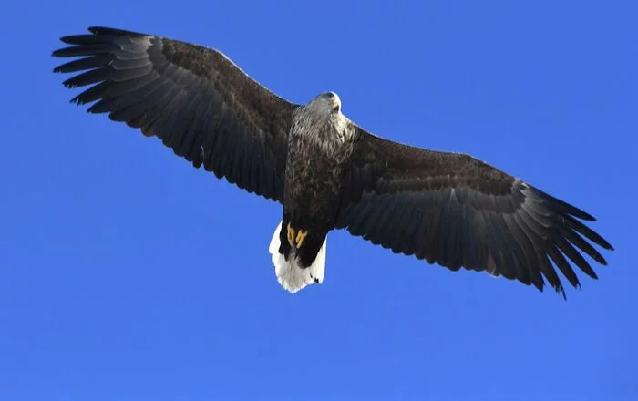 For the first time in the CBD, the reproduction of the white-tailed eagle has been confirmed - Erne, Hawks, Predator birds, Kabardino-Balkaria, Expedition, WWF, Birds, Interesting, Ornithology, Species conservation, Longpost