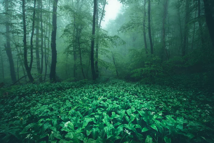 Forest, fog, wild garlic - My, The photo, Landscape, Forest, The mountains, Republic of Adygea, Fog, Ramson
