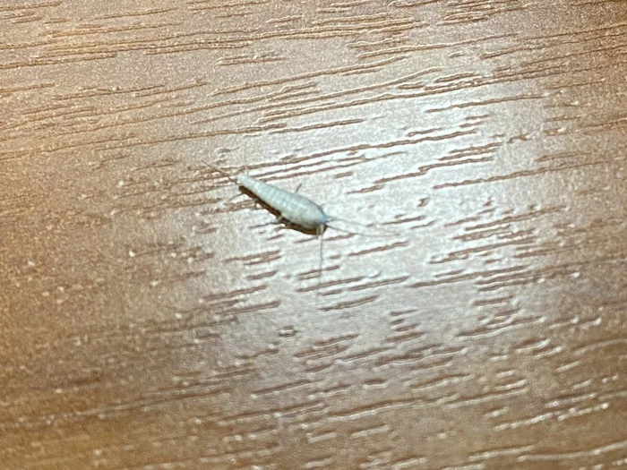 What's this? (Answer found) - My, Insects, Larva, What's this?
