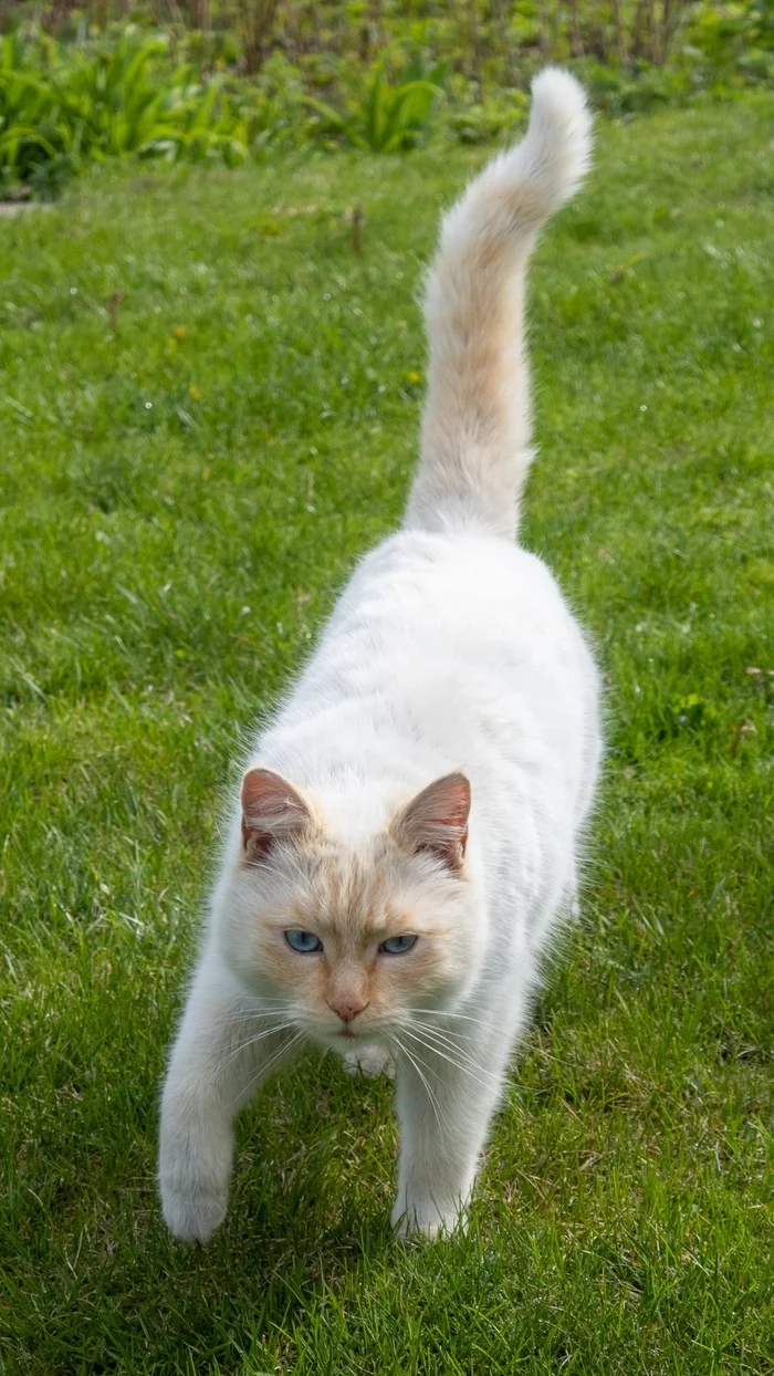 Mafioso Vasyan - My, cat, White, Siamese cat, Basil, The photo