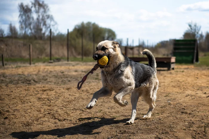 Looking for new angles - My, Dog, Pets, The photo, Workout, Jack Russell Terrier, Long-haired dachshund, East European Shepherd, Tutaev, Longpost