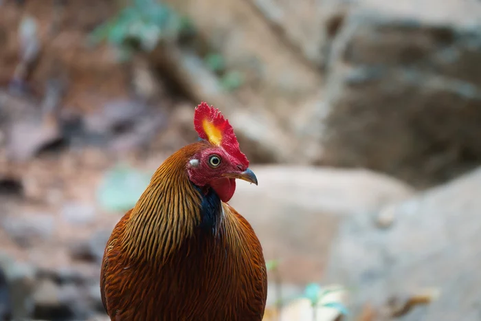 wild rooster - Rooster, Birds, wildlife, Ceylon, Sri Lanka, Hen, Wild animals, Endemic, beauty of nature, National park, The photo