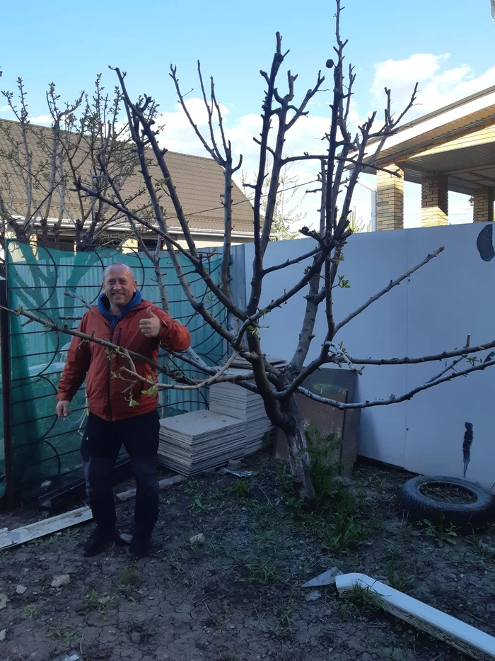 Brother pruned the apple tree - Rukozhop, Apple tree, Pruning trees, Gardening