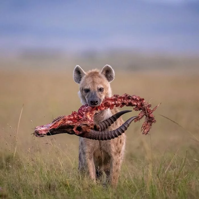 Garbage man - Hyena, Spotted Hyena, Predatory animals, Wild animals, wildlife, Reserves and sanctuaries, Masai Mara, Africa, The photo, Spine, Scull, Horns, Skeleton, Mining