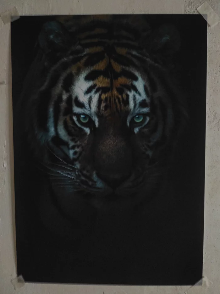 My first wall print - My, Print, Animals, Portrait, Tiger, The photo, Night, Spring