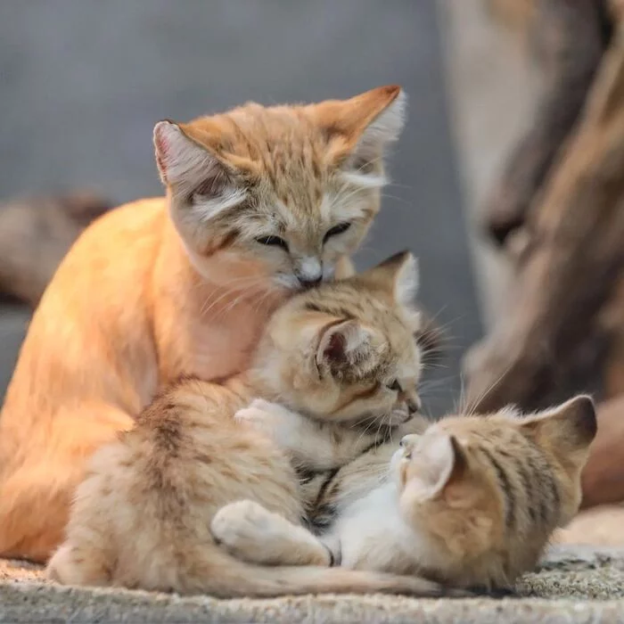 Well mom... - Sand cat, Cat family, Wild animals, Predatory animals, Small cats, Japan, Zoo, Yokohama, Kittens, Positive