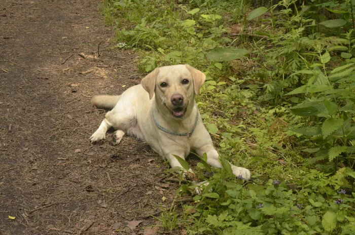 Cheerful girl - labromord))) - My, Labrador, Dumbo, Mobile photography, Longpost