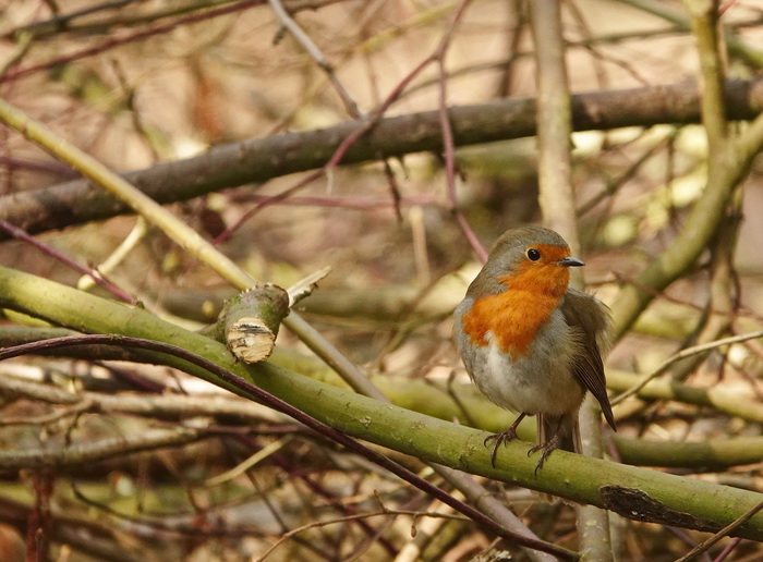 Малиновки заслышав голосок...