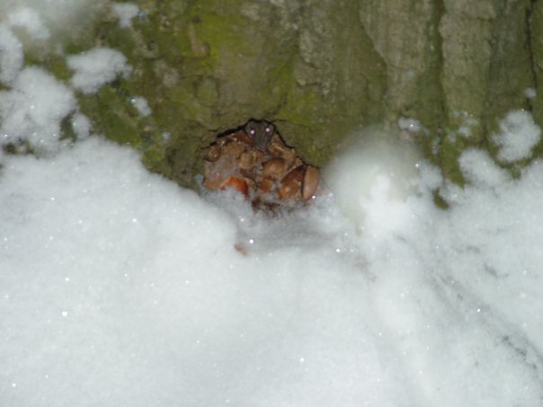 Met a friend in the woods - My, The photo, Mouse, Accident, Forest, Snow, Fujitsu, Kit