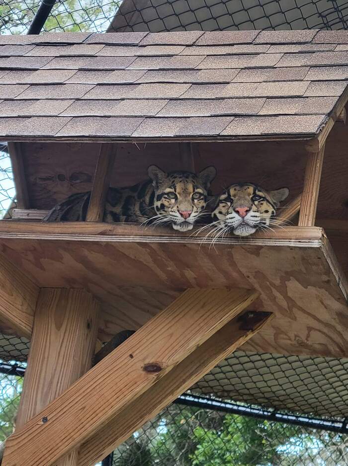 Cats that live under the roof - Clouded leopard, Big cats, Cat family, Wild animals, Predatory animals, Animal protection, Florida, USA, Species conservation, Rare view