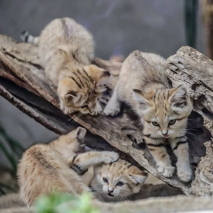 Researchers) - Sand cat, Cat family, Wild animals, Predatory animals, Small cats, Japan, Zoo, Yokohama, Kittens, Positive, Longpost