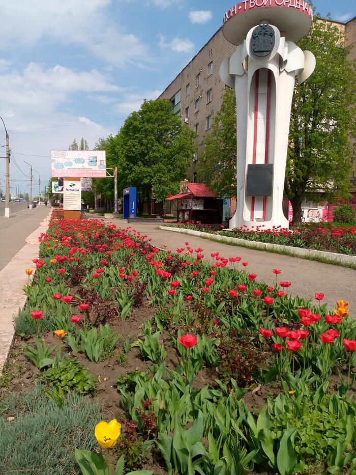May day in Krasnodon - Krasnodon, Tulips, May, Spring, LPR