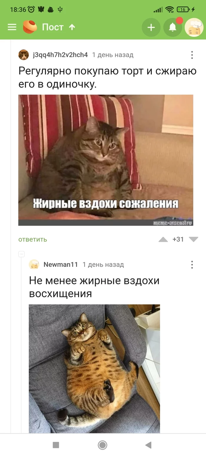 smiled) - Screenshot, Comments on Peekaboo, Longpost, cat