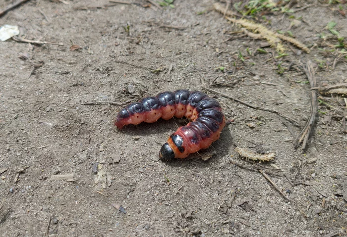 Help identify - My, What's this?, The photo, Larva, Who is this?, Insects