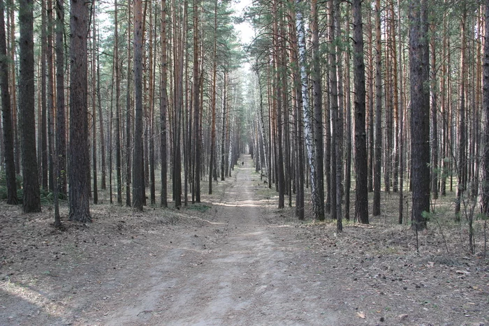 What does your journey from work to home look like and what are you going to do on the weekends? - My, The photo, Flowers, Novosibirsk, Siberia, The nature of Russia, Tree, Plants, Spring, Macro photography, beauty of nature, Akademgorodok, Path, Road, Road to work, Path, Nature, Russia, Forest, Beginning photographer, Canon, Longpost