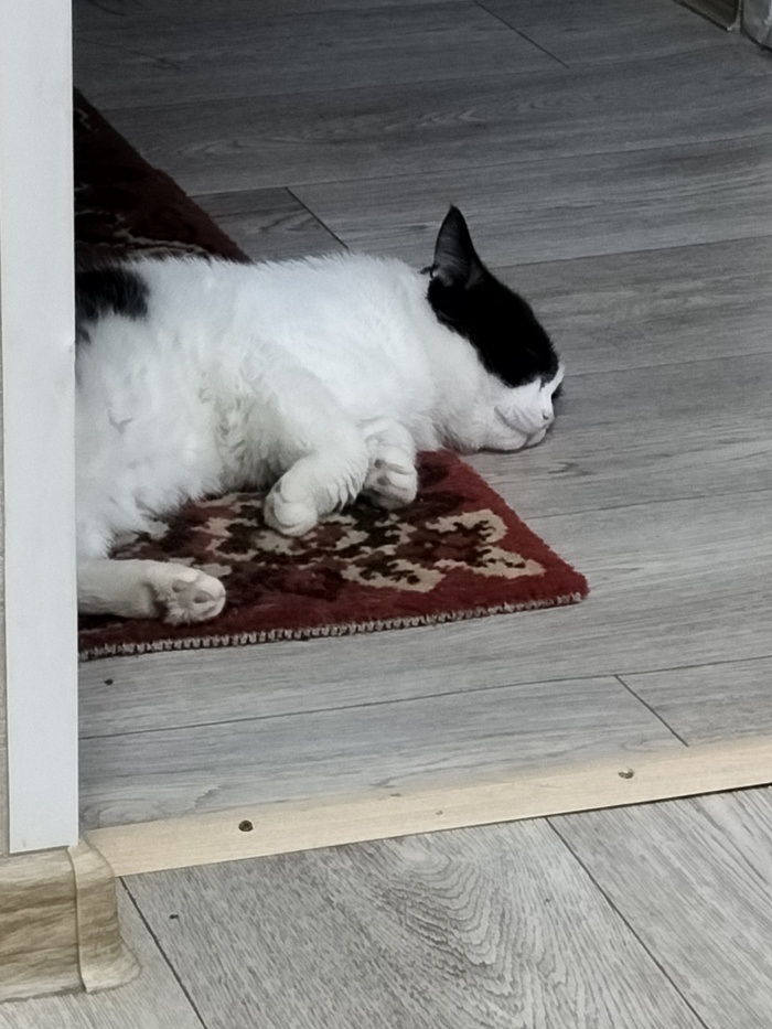 Умер с голоду)))