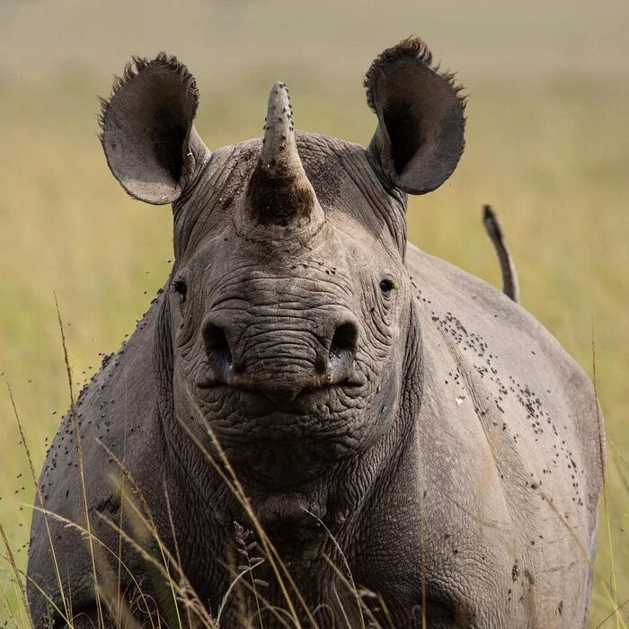Ushastik - Rare view, Rhinoceros, Odd-toed ungulates, Wild animals, wildlife, Reserves and sanctuaries, Masai Mara, Africa, The photo