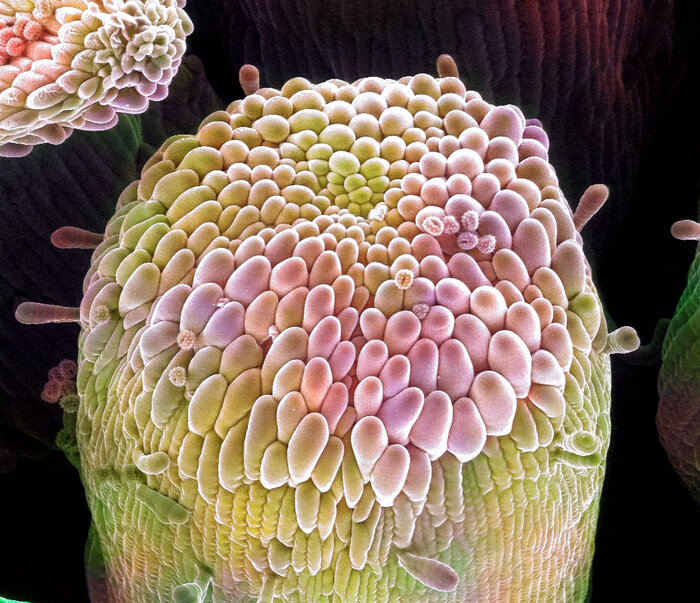 Маргаритка в электронном микроскопе Электронный микроскоп, Цветы, Микросъемка, Длиннопост