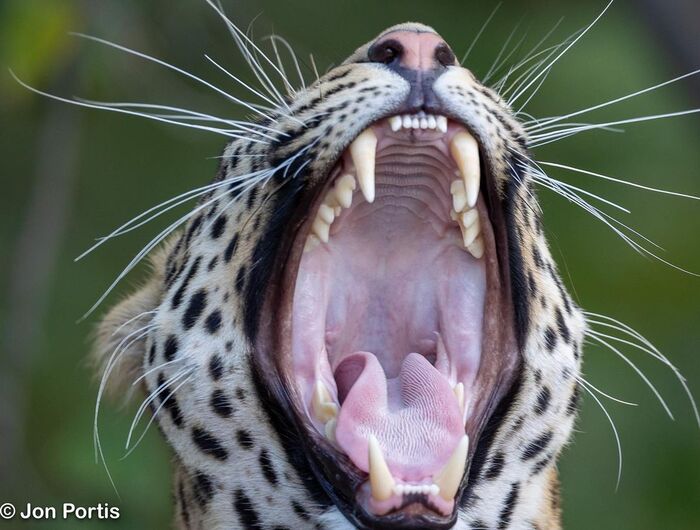 Улыбка во все 30 зубов